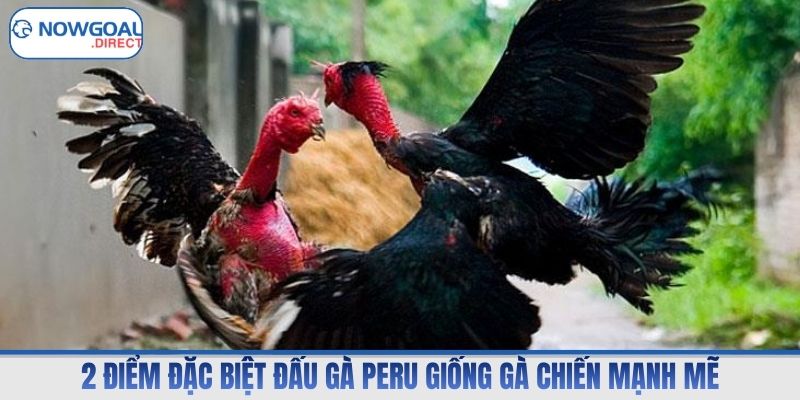 2 điểm đặc biệt đấu gà Peru giống gà chiến mạnh mẽ