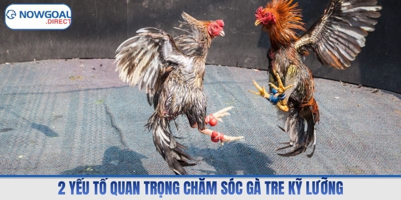 2 yếu tố quan trọng chăm sóc gà tre kỹ lưỡng